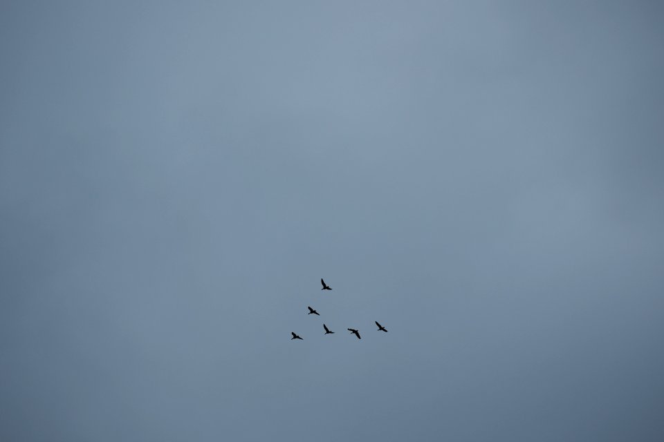 Sky, Icel, Birds