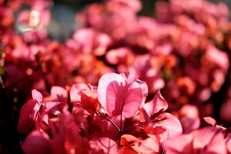Flora, Nature, Plant