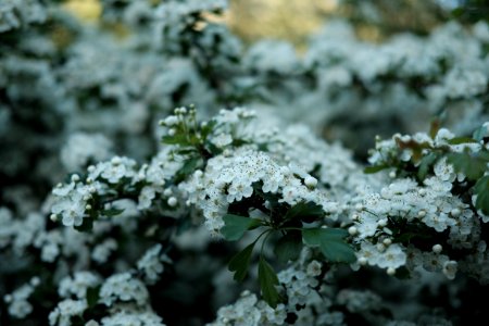 Park, Nature, Plant