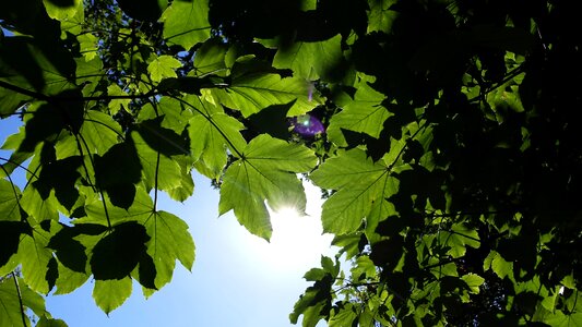 Blue sky autumn