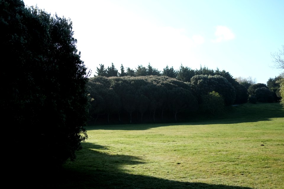 Nature, Green, Park