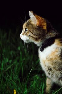 calico cat standing on grass field photo