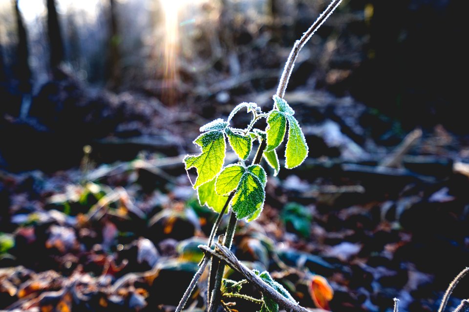 Fog, Sunflare, Leafs