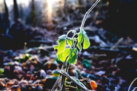 Fog, Sunflare, Leafs