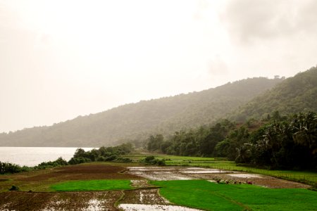 Fields, Canon, Rice