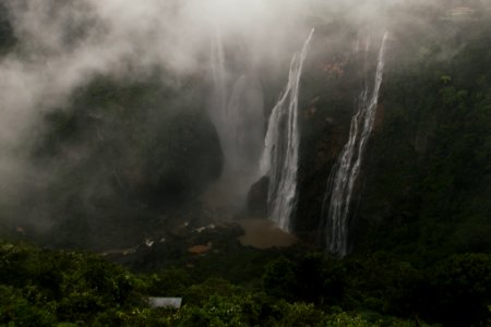 India, Jog falls, Trees