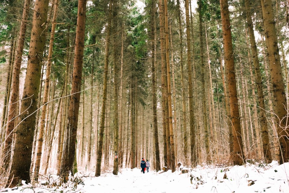 person walking near forest during daytime photo