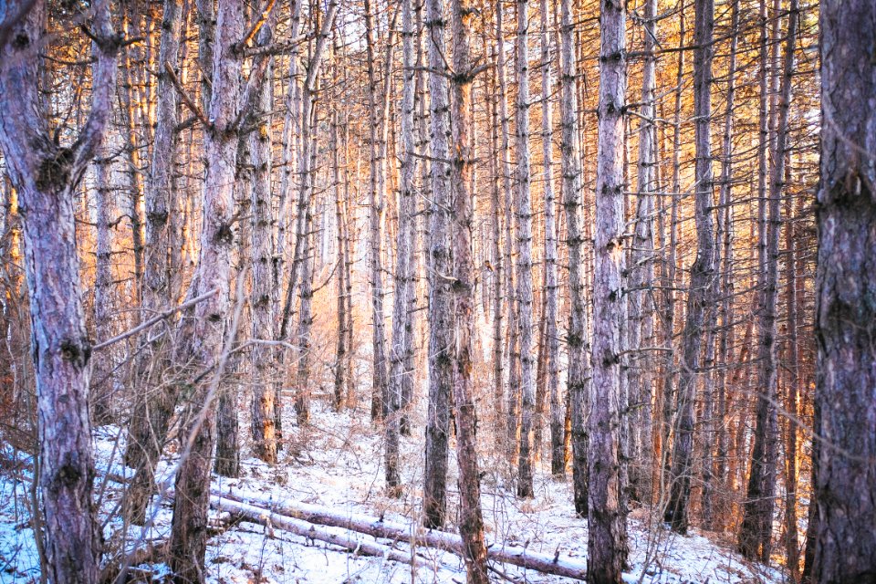 Cold, Wilderness, Branches