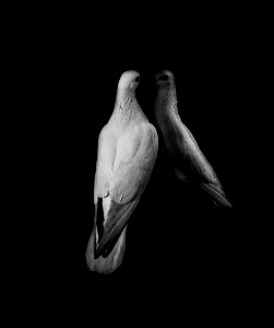 A bird staring at itself with a dark background.