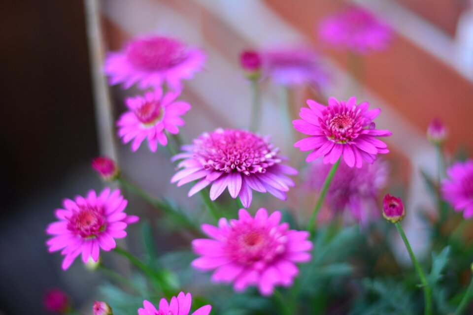 Bloom plant nature