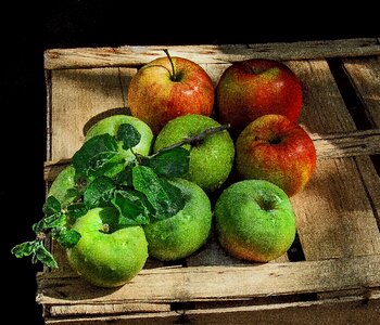 Apples box sprig