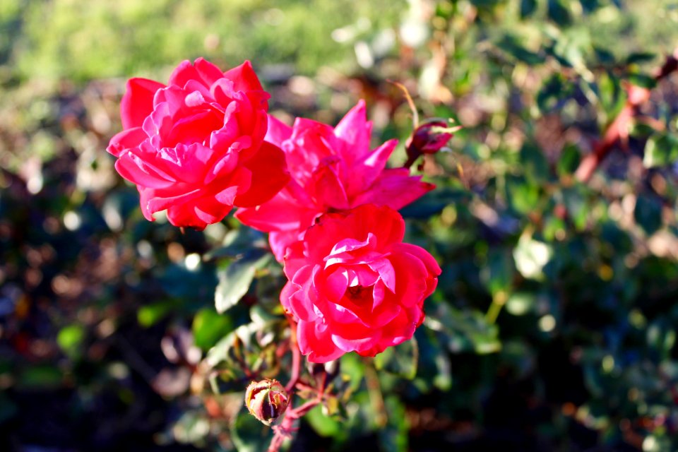 Nature, Roses, Flowers
