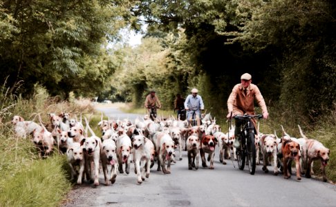 three man riding on bicycles together with litter of short-coated dogs photo