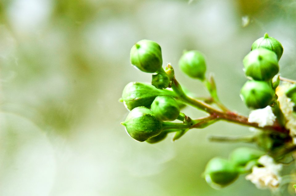 Redstreake, Spring, Grow