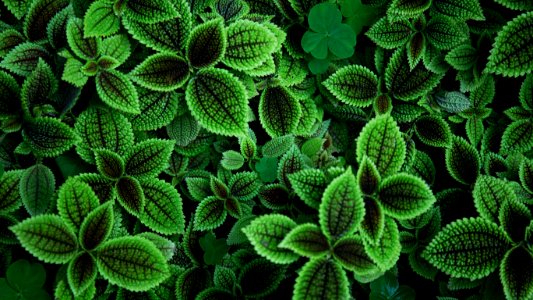 close up photo of green leafed plant