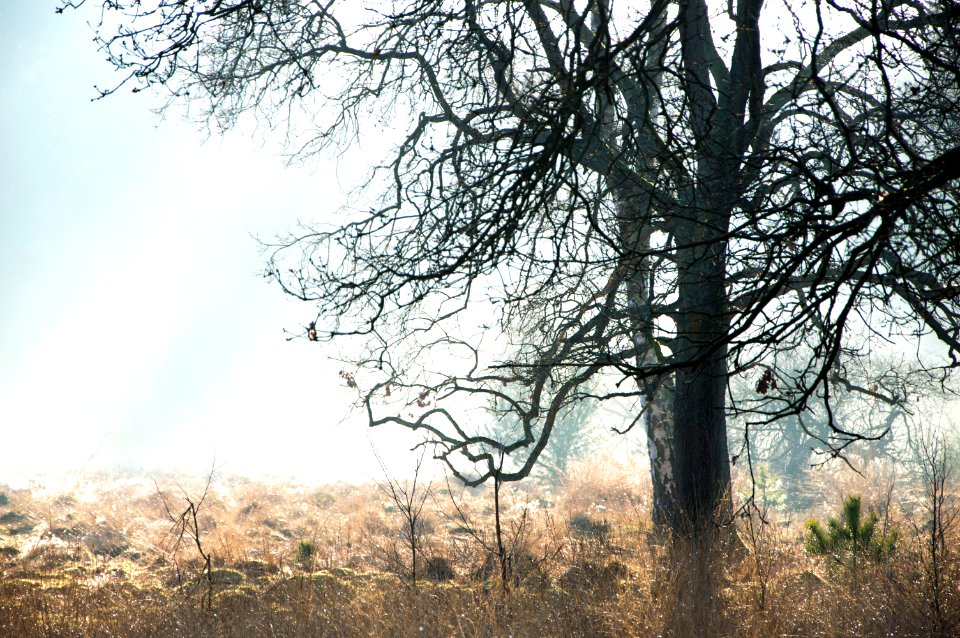 Veluwe, Netherl, Nature