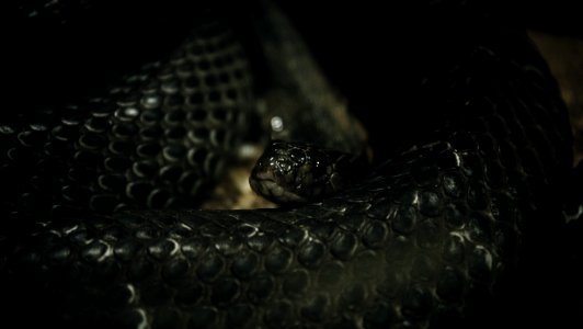 Shanghai zoo, Animal, Snake