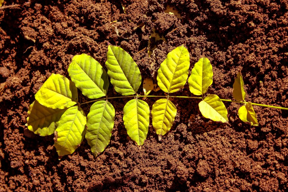 Green nature foliage
