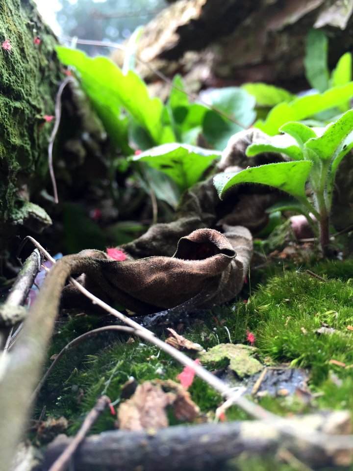 Chongqing, China, Plant