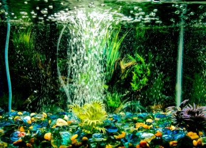 Bubbles, Aquarium