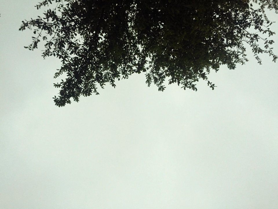 Dallas, United states, Nature