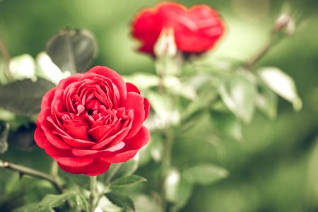 shallow focus photography of red flower photo