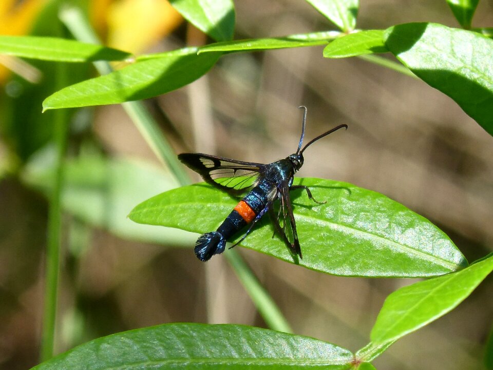 Winged insect orange black