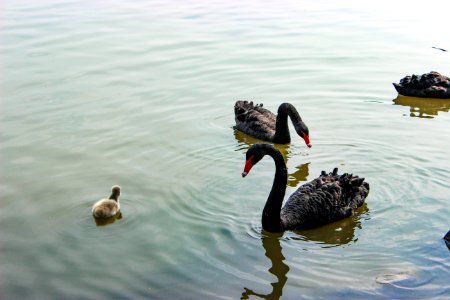 Lake, Family, Swans