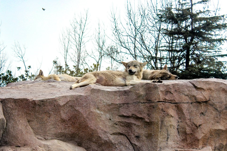 Wolfs, Nature, Majestic