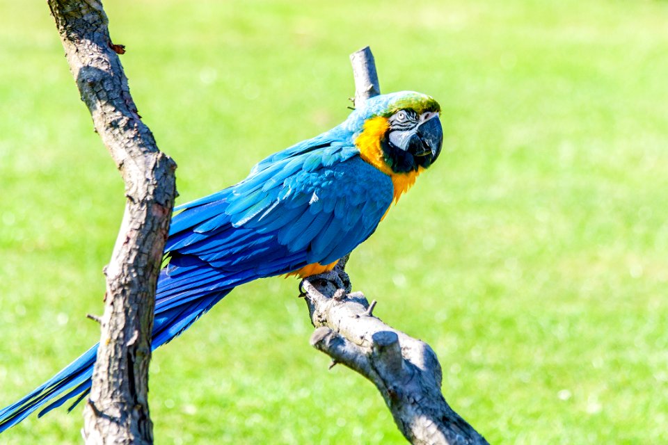 Dunstable, United kingdom, Bird