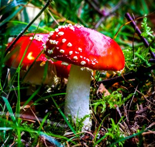 Dublin, Irel, Agaricus muscarius