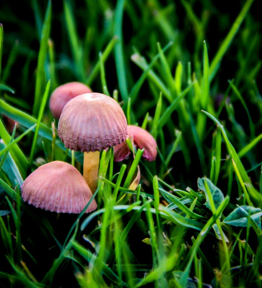 Watford, United kingdom, Grass