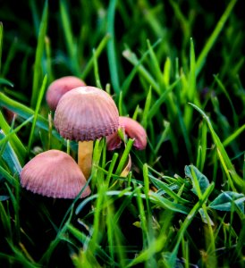 Watford, United kingdom, Grass photo