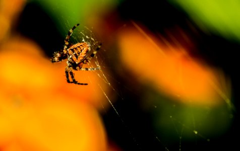 closeup photo of spider on spiderweb