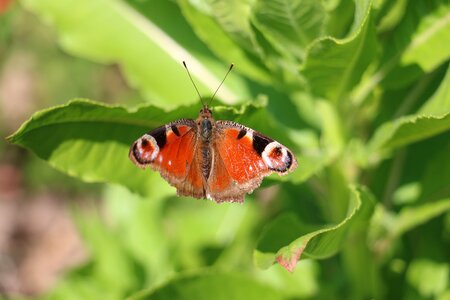 Insect summer drexel