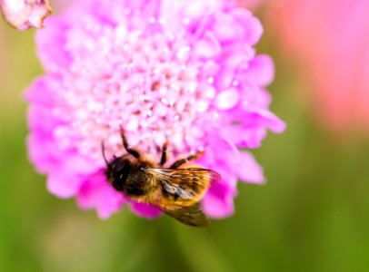 Chorleywood, United kingdom, Pollen