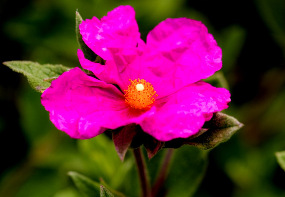 Chorleywood, United kingdom, Pink