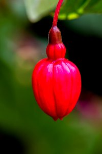 Chorleywood, United kingdom, Flower