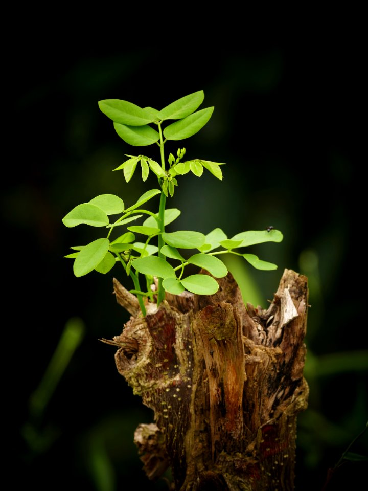 tree trunk with green leaves