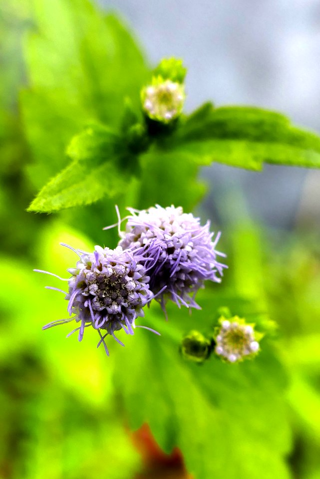 Pollination, Purple, Zoom