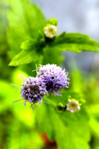 Pollination, Purple, Zoom