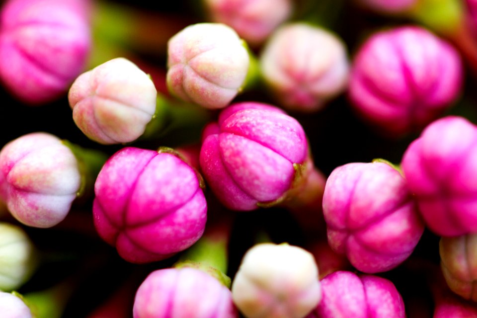 Chorleywood, United kingdom, Buds