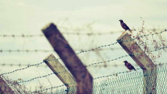 Barbed wire, Prison, Thorn photo