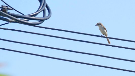 Sit, Wire, Bird photo