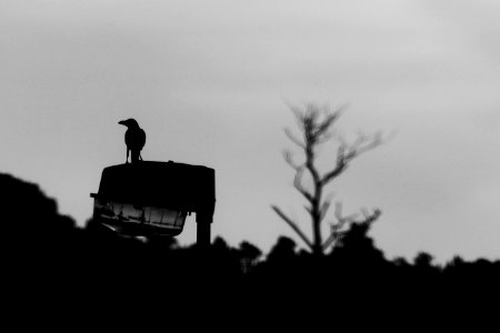 Dusk, Dawn, Forest