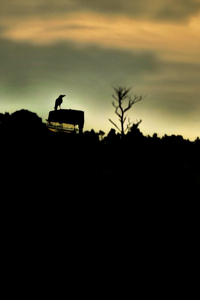 Dusk, Dawn, Jungle