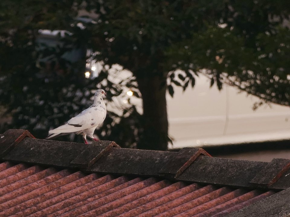 Bird, Tree, Fly