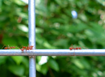 Nature, Steel, Bridge