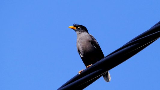 Animal, Male, Female