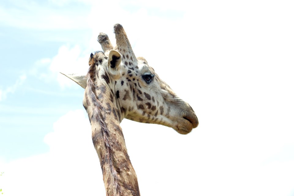 National park, Nairobi, Kenya